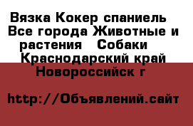 Вязка Кокер спаниель - Все города Животные и растения » Собаки   . Краснодарский край,Новороссийск г.